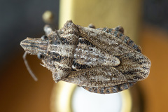 Brochymena lineata