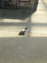 Columba livia domestica