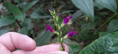 Salvia kellermanii