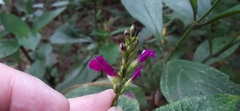 Salvia kellermanii