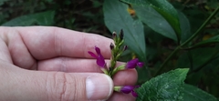 Salvia kellermanii