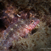 Rosy Blenny - Photo (c) Pauline Walsh Jacobson, some rights reserved (CC BY), uploaded by Pauline Walsh Jacobson