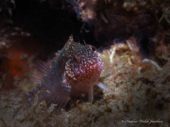 Malacoctenus macropus