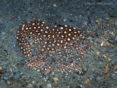 Astroscopus y-graecum