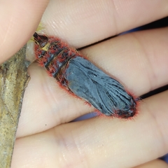 Pyrrhopyge pelota