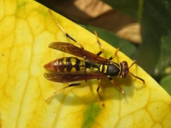 Polistes weyrauchorum