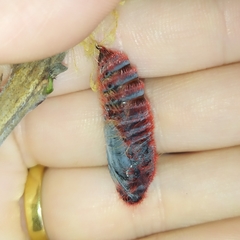 Pyrrhopyge pelota