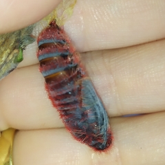 Pyrrhopyge pelota