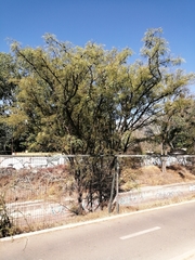 Prosopis chilensis