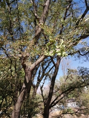 Prosopis chilensis