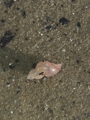 Tricolia speciosa