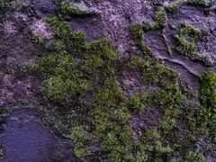 Bryophyta