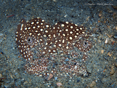 Astroscopus y-graecum