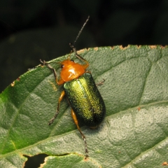 Metaxyonycha chloroptera