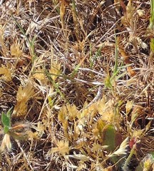 Trisetaria ovata