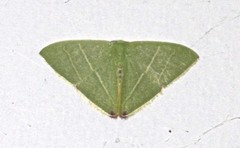 Urolitha bipunctifera