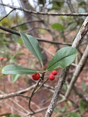 Ilex myrtifolia