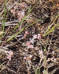Sedum pedicellatum