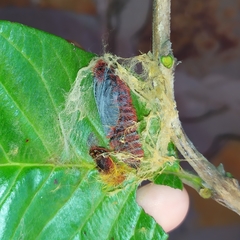 Pyrrhopyge pelota