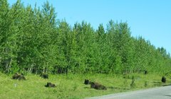 Bison bison athabascae