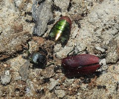 Temognatha variabilis