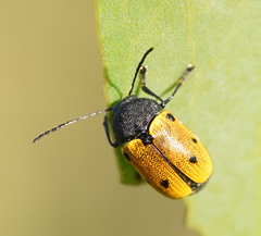 Cadmus litigiosus
