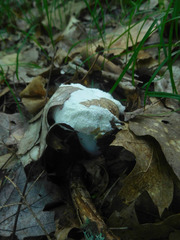 Hypomyces armeniacus