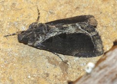 Ercheia dubia
