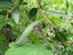 Mallophora
