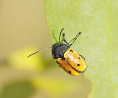 Cadmus litigiosus