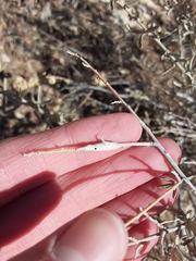 Neolasioptera willistoni