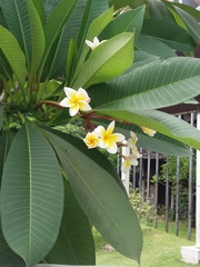 Plumeria