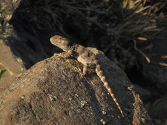 Diplolaemus leopardinus