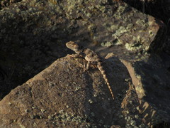 Diplolaemus leopardinus