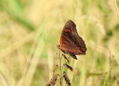 Junonia genoveva