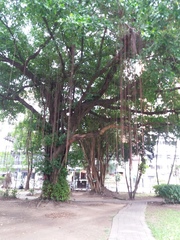 Ficus