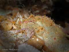 Antennarius pauciradiatus