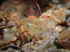 Antennarius pauciradiatus