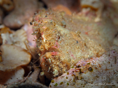 Antennarius pauciradiatus