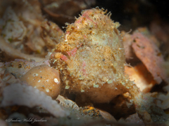 Antennarius pauciradiatus