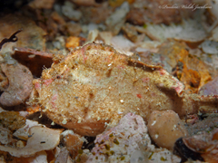 Antennarius pauciradiatus