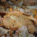Dwarf Frogfish - Photo (c) Pauline Walsh Jacobson, some rights reserved (CC BY), uploaded by Pauline Walsh Jacobson