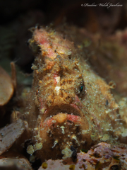 Antennarius pauciradiatus