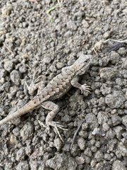 Sceloporus occidentalis