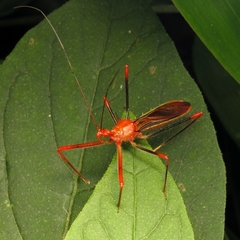 Ricolla quadrispinosa