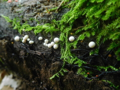 Lycogala exiguum