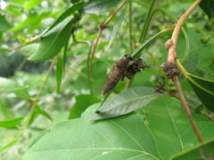Mallophora