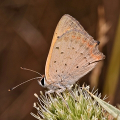 Lycaena phlaeas phlaeas