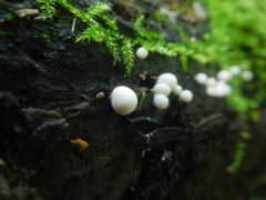 Lycogala exiguum
