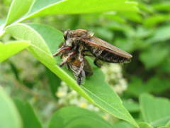 Mallophora